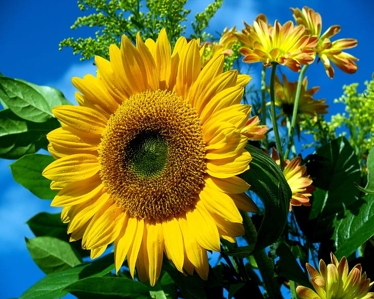 Sun Flower HD, цветок, цветы, солнце, HD обои