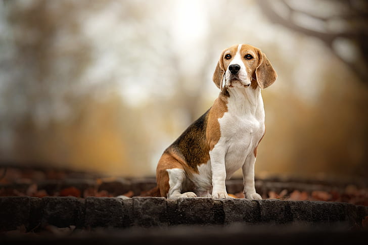 autumn, look, nature, background, dog, bokeh, Beagle, HD wallpaper