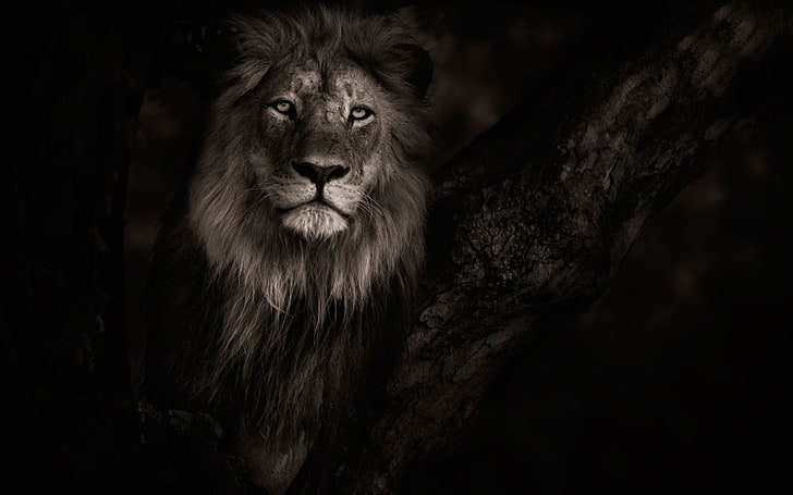 león gris, animales, león, Fondo de pantalla HD