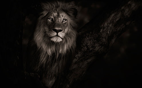 серый лев, животные, лев, HD обои HD wallpaper