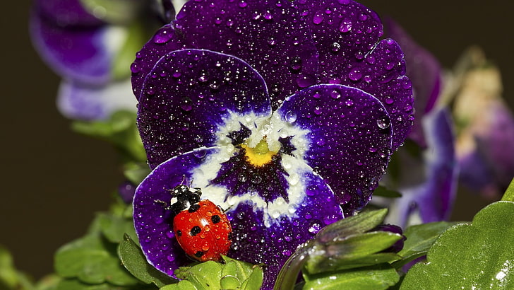 flowers, insect, ladybugs, macro, nature, Pansies, Purple Flowers, Water Drops, HD wallpaper