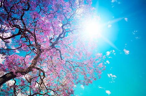 Dünya Ağacı, kiraz çiçeği ağacı, Mevsim, Bahar, Ağaç, HD masaüstü duvar kağıdı HD wallpaper