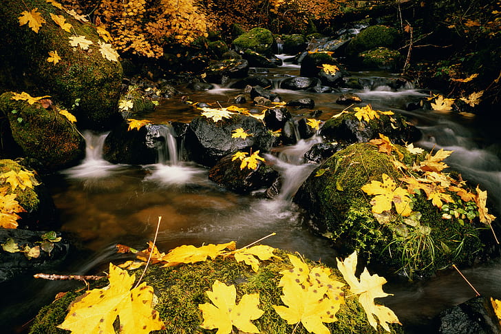 Кленови листа през есента, жълти кленови листа, клен, листа, есен, природа и пейзаж, HD тапет