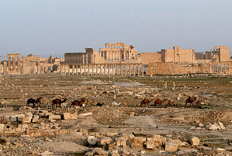 Grupo de camellos, La ciudad, Desierto, Las ruinas, Historia, Camellos, Caravana, Antigua, Siria, Palmira, Fondo de pantalla HD HD wallpaper