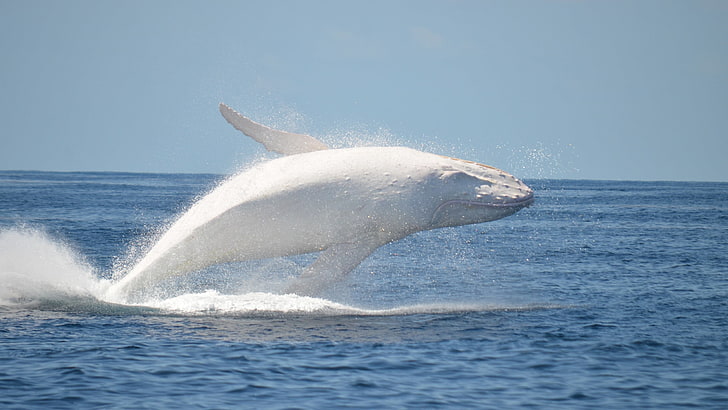 ธรรมชาติสัตว์ปลาวาฬ, วอลล์เปเปอร์ HD