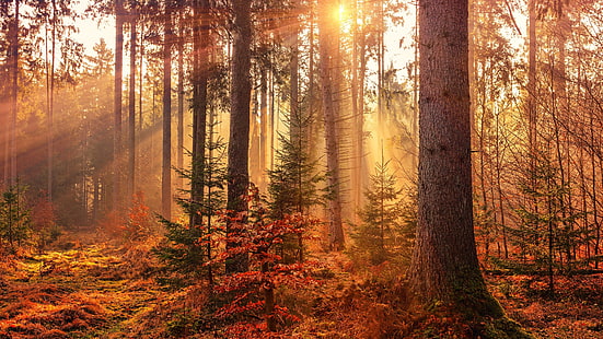 autumn, forest, sunray, woods, woodland, tree, sunbeam, sun ray, HD wallpaper HD wallpaper