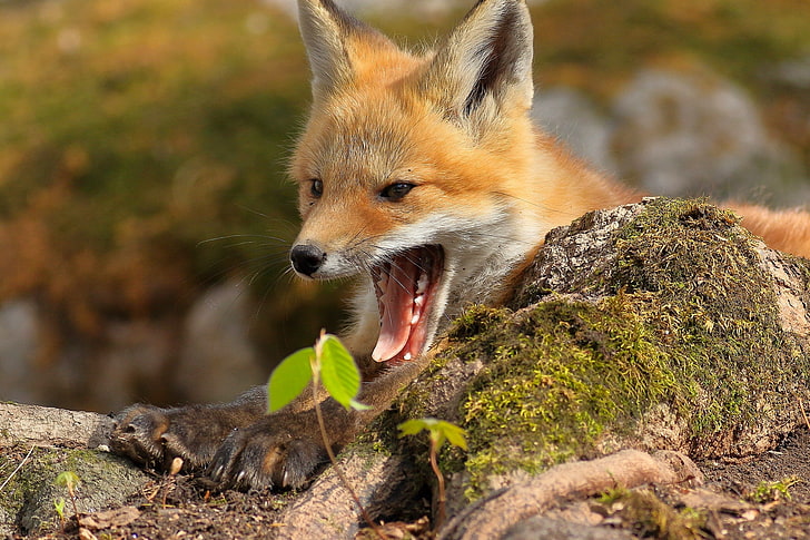 mouth, Fox, red, yawn, HD wallpaper