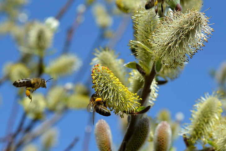 bees, bloom, blossom, blur, flora, flowers, insects, macro, nature, pollen, pussy willow, spring, sprinkle, HD wallpaper