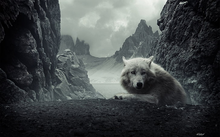 lobo blanco, animal, lobo, montaña, roca, lobo blanco, Fondo de pantalla HD