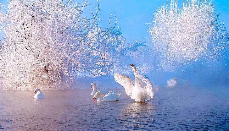 бели лебеди, зима, слана, сняг, езерце, река, двойки, лебеди, HD тапет