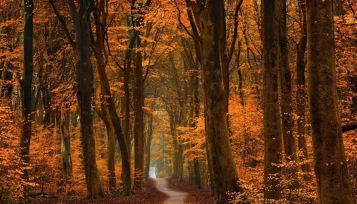 коричневое лиственное дерево, грунтовая дорога между лесом, цифровые обои, осень, деревья, тропинка, лес, дорога, листья, золото, янтарь, пейзаж, природа, оранжевый, HD обои