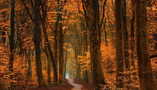 arbre à feuilles brunes, chemin de terre entre forêt fond d'écran numérique, automne, arbres, chemin d'accès, forêt, route, feuilles, or, ambre, paysage, nature, orange, Fond d'écran HD HD wallpaper