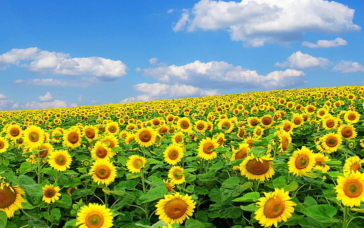 Tapete Sonnenblumenfeld 2560 × 1600, HD-Hintergrundbild