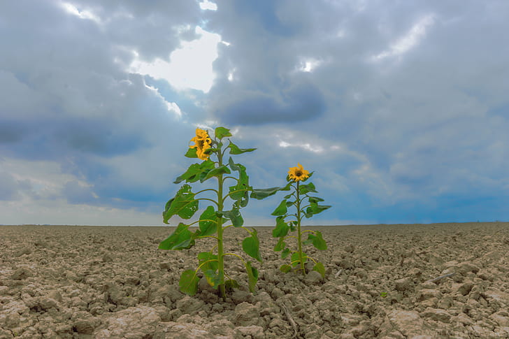 two sunflower on brown soil under white clouds during daytime, Enamorados, sunflower, brown soil, white clouds, daytime, Garcia, nada, estepa, dos, pareja, love, amor, dia, de, mano, agriculture, nature, growth, plant, dirt, HD wallpaper