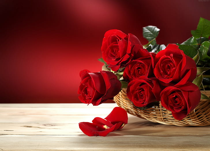 4k, Рози, червени, Букет цветя, 5k, HD тапет