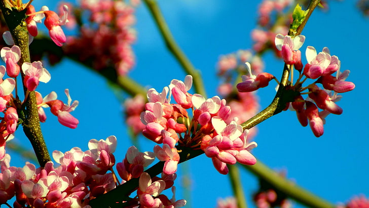 Blüte, Frühling, Knospe, Blume, Pflanze, 5k, 5k uhd, HD-Hintergrundbild