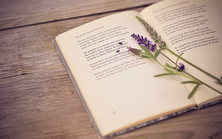 كتاب زهرة اللافندر ، كتاب ، لافندر ، زهرة، خلفية HD