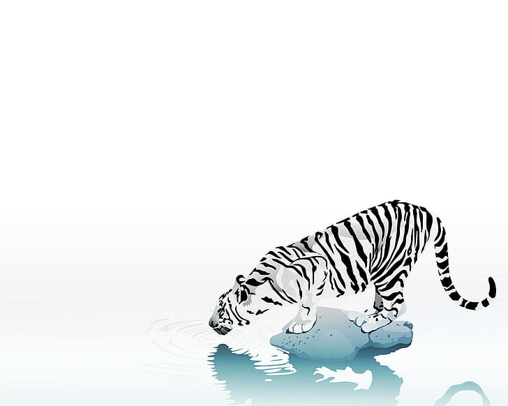 тигър, бял фон, животни, прост фон, HD тапет