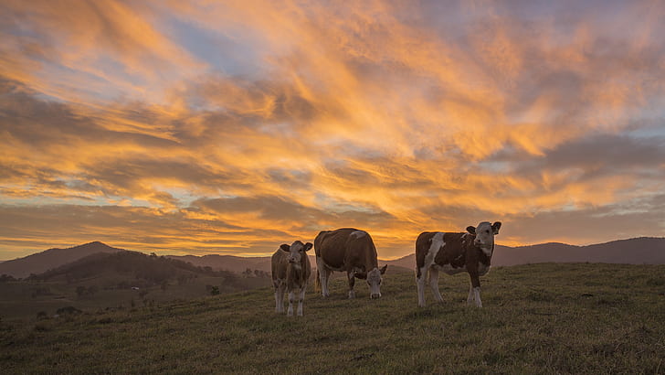 Cow Sunset Clouds HD, 3 brown and white cows, animals, clouds, sunset, cow, HD wallpaper