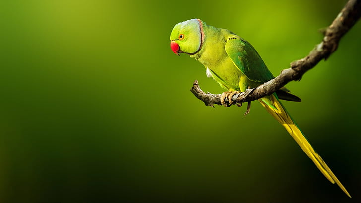 Birds, Parrot, Bird, Rose-Ringed Parakeet, Wildlife, HD wallpaper