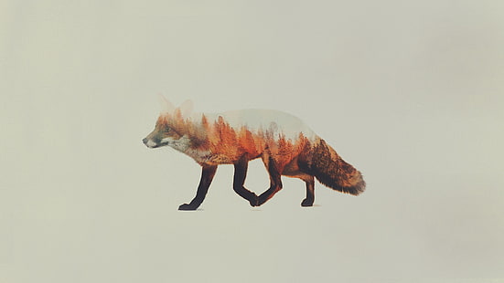 лиса иллюстрации, двойная экспозиция, Андреас Ли, животные, лиса, простой фон, HD обои HD wallpaper