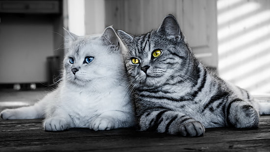 två vita och grå tabby katter, look, katter, bakgrund, HD tapet HD wallpaper