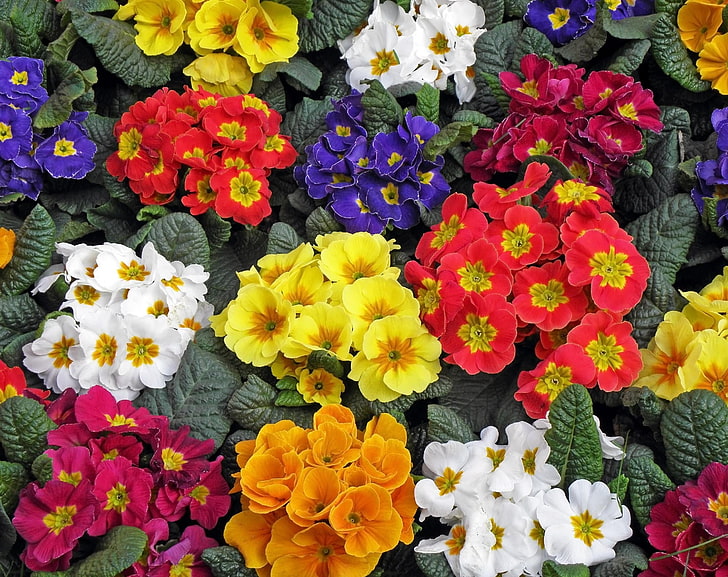 assorted-color flowers, primrose, flowers, colorful, bright, HD wallpaper