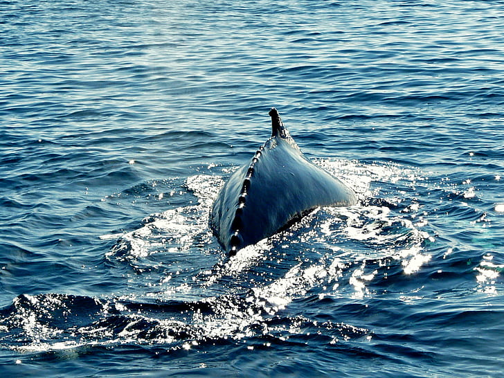 синя риба във водата, гърбав, кит, гърбав, кит, гърбав кит, синя риба, риба във водата, Исландия, Хусавик, китове, океан, морски живот, море, кит, бозайник, животно, природа, дива природа, синьо, делфин, HD тапет