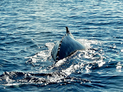 синя риба във водата, гърбав, кит, гърбав, кит, гърбав кит, синя риба, риба във водата, Исландия, Хусавик, китове, океан, морски живот, море, кит, бозайник, животно, природа, дива природа, синьо, делфин, HD тапет HD wallpaper