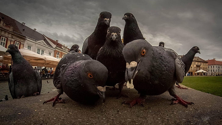 black pigeons, dove, birds, street, humor, pigeons, gang related, HD wallpaper