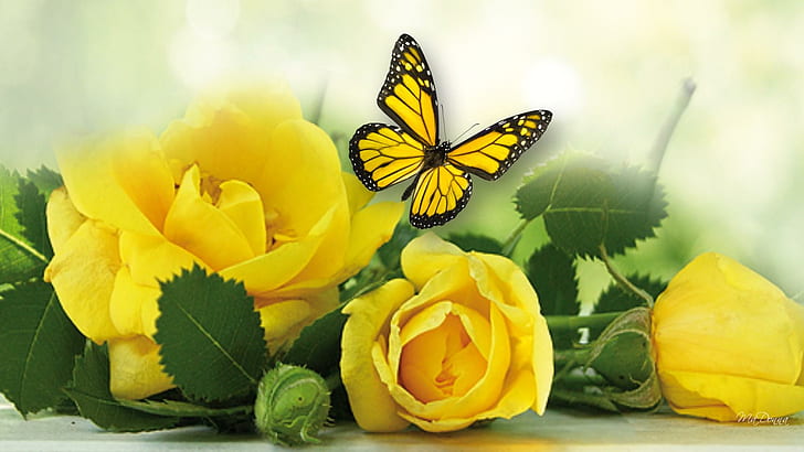 Mellow Yellow Roses, soft, roses, yellow, papillon, blurry, leaves, fleurs, butterfly, flowers, gold, summer, nature and lan, HD wallpaper