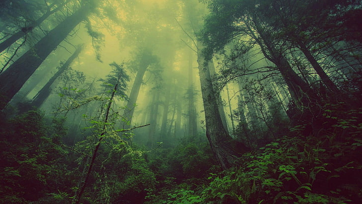 skog, dimma, dimma, dimmigt, skog, dimmigt, natur, grön, skog, träd, HD tapet
