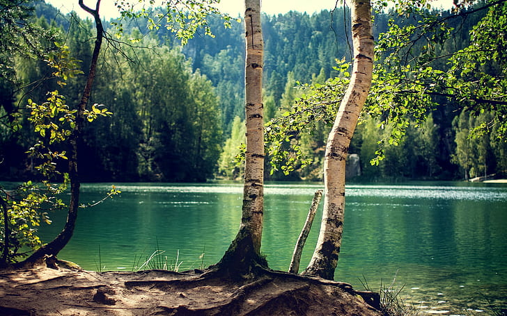 Езеро, гора, ствол, зелени листни дървета, езеро, гора, дървета, ствол, бреза, слънчево, HD тапет