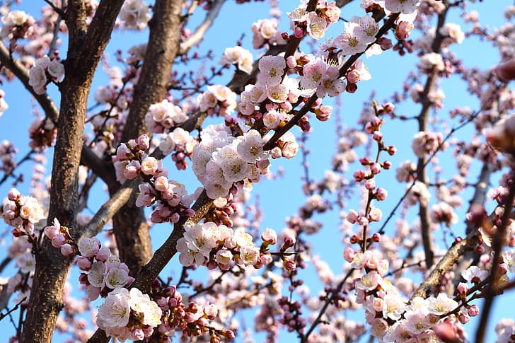 the sky, flowers, apricot, flowering tree, HD wallpaper