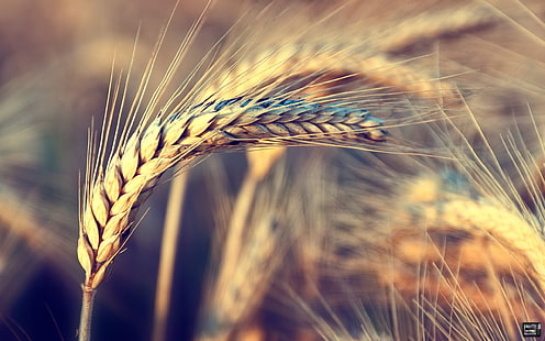 кафява пшенична трева, пшеница, природа, вятър, HD тапет HD wallpaper