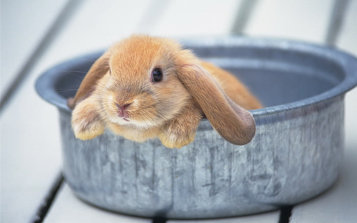 rabbit, cute, bowl, HD wallpaper