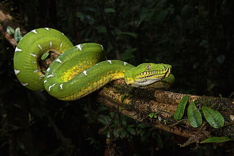  Animal, Emerald Tree Boa, Reptile, Snake, Wildlife, HD wallpaper HD wallpaper