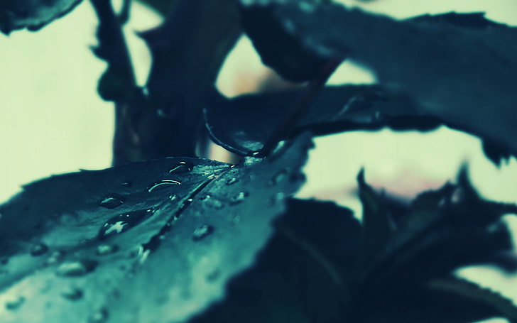 검은 잎, 잎, 이슬, HD 배경 화면