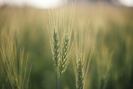 selective wheat Photography, selective, wheat, Photography, organic, sunshine, crop, barley, good, farming, golden, background, corn, farm, clean, healthy, harvest, scene, sunny, landscape, morning, nature, fresh, yellow, field, beautiful, natural  food, agriculture, rural Scene, summer, growth, cereal Plant, food, plant, ripe, seed, close-up, outdoors, gold Colored, HD wallpaper HD wallpaper