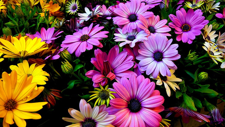 Bunga, Hibiscus, warna, 4k, Wallpaper HD