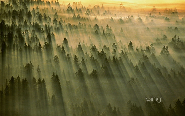 Обширна гора-май 2013 г. Bing тапет, зелена горска обстановка с мъгли Bing цифров тапет, HD тапет