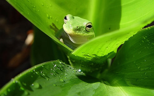 Zielona żaba-fotografia tapety HD, zielona żaba, Tapety HD HD wallpaper