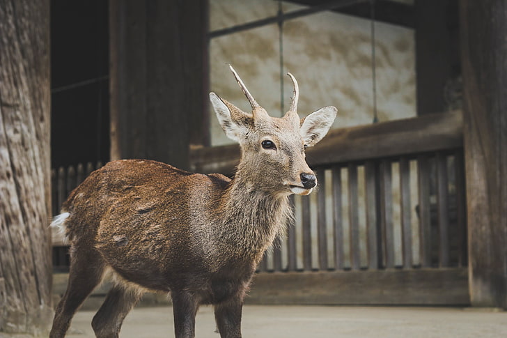 deer, muzzle, Animal, HD wallpaper