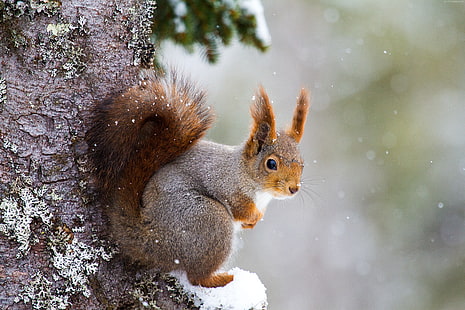 다람쥐, 귀여운 동물, 겨울, 5k, HD 배경 화면 HD wallpaper