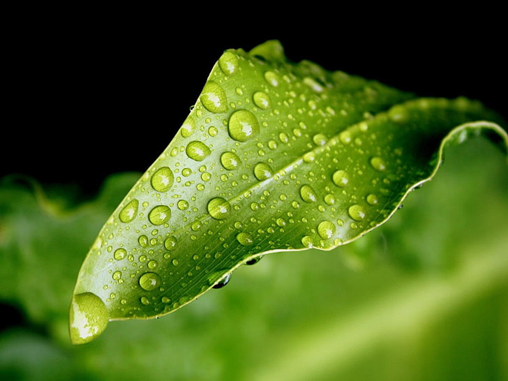 green leaf, close-up, leaf, green, drops, HD wallpaper