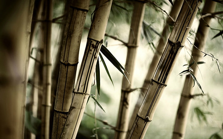 кафяво бамбуково растение, бамбук, листа, природа, растения, дървета, HD тапет