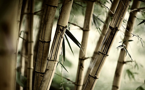 茶色の竹の植物、竹、葉、自然、植物、木、 HDデスクトップの壁紙 HD wallpaper