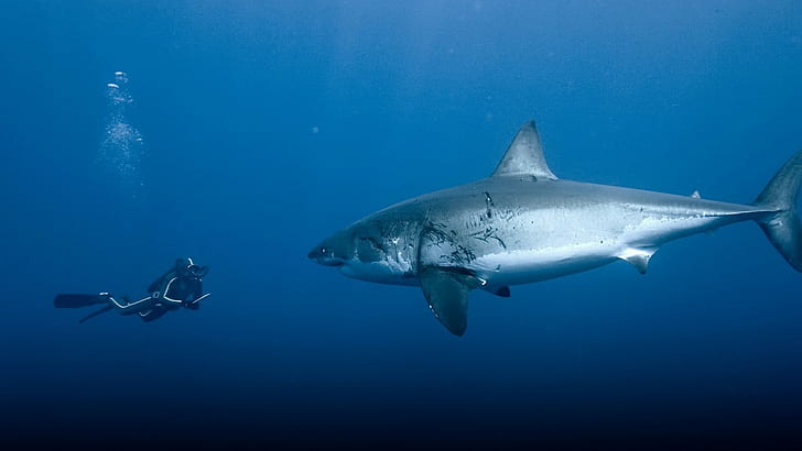 Shark Fish Diver Blue Underwater HD, tubarão cinzento, animais, azul, peixe, subaquático, tubarão, mergulhador, HD papel de parede