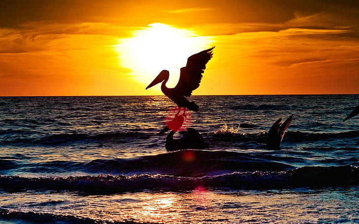 black pelican, pelican, stork, landscape, sea, flying, sunset, HD wallpaper
