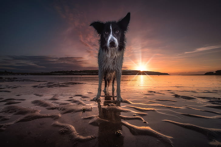sand, beach, the sky, look, face, water, the sun, sunset, nature, shore, dog, wet, the evening, is, view, pond, the border collie, after swimming, HD wallpaper